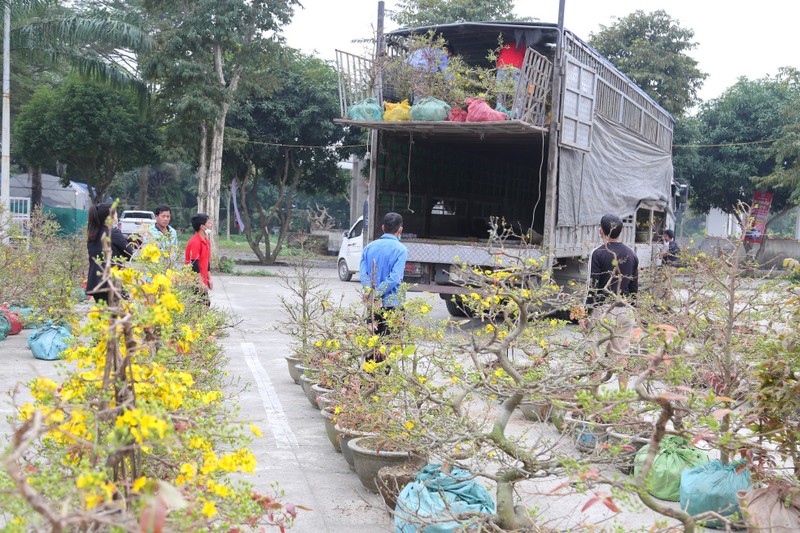 Mai vang bung no hut khach sam Tet thanh Vinh-Hinh-10