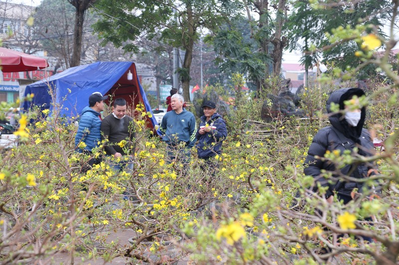 Mai vang bung no hut khach sam Tet thanh Vinh