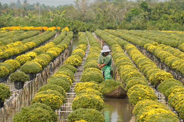 30.000 chau cuc co nguy co e, chinh quyen vao cuoc giai cuu