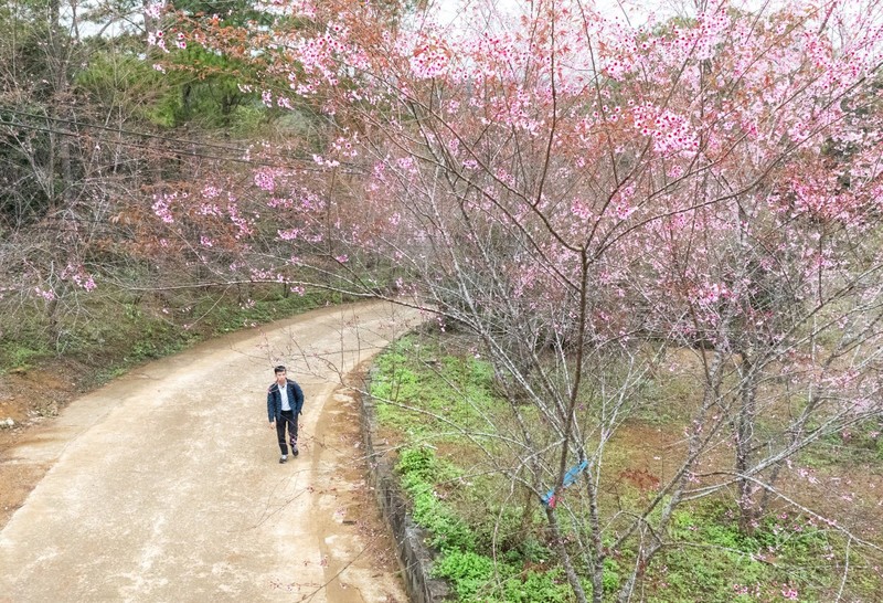 Hoa mai anh dao no ro hut khach den Mang Den