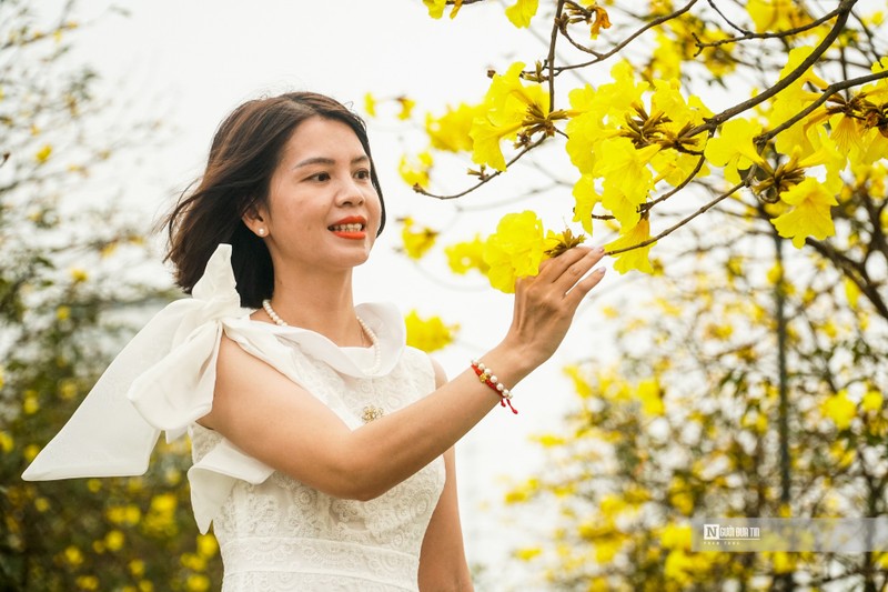 “Phat sot” voi con duong hoa phong linh vang ruc o Ha Noi-Hinh-7