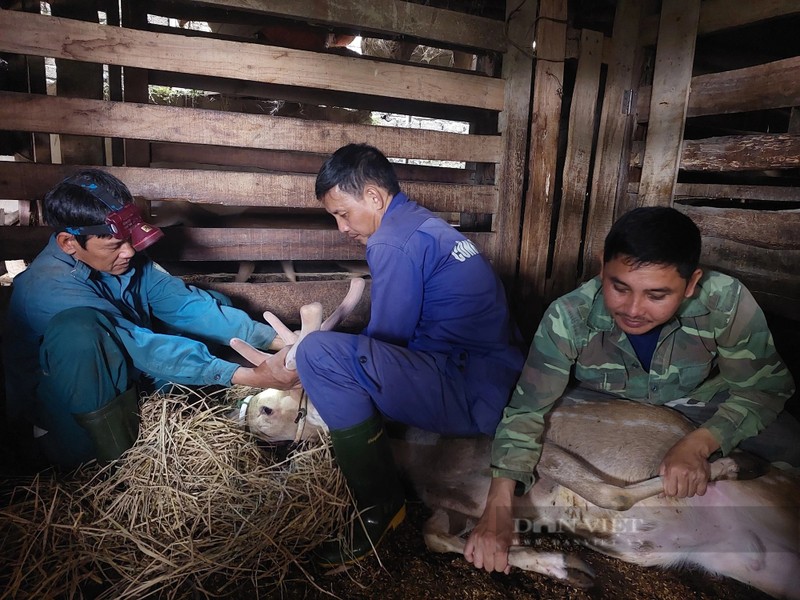 Ve thu phu nuoi huou sao lay nhung lon nhat ca nuoc