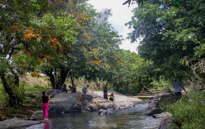 Binh Dinh: Ruc ro hoa trang rung ben suoi Ta Ma-Hinh-3