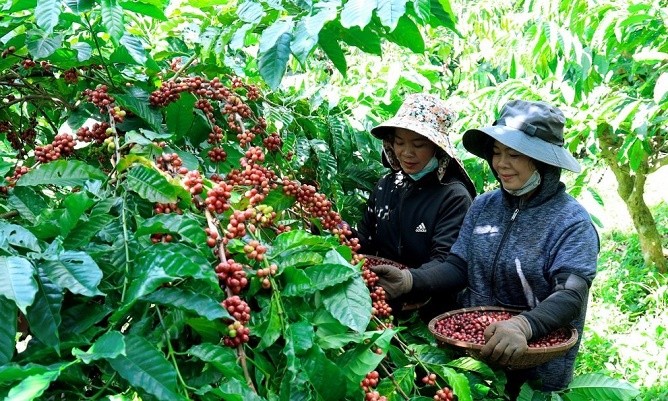 Co phieu bi canh bao, “soi” tai san Ca phe Gia Lai