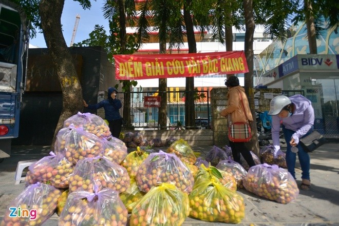 Giai cuu vai thieu Bac Giang voi gia 20.000 dong/kg o Ha Noi