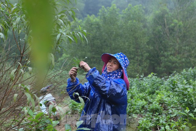 Lang dao phai xuong la “thay ao” don Tet-Hinh-13