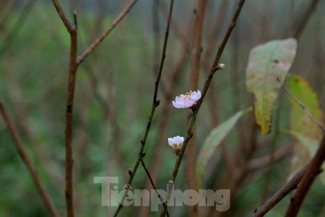 Lang dao phai xuong la “thay ao” don Tet-Hinh-6