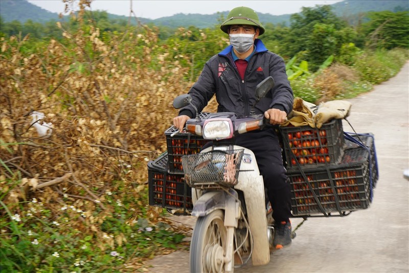 “Thu phu” cam o Hai Duong vao vu Tet, gia cao van “chay” hang-Hinh-7