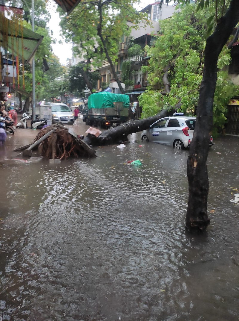 Dang long o to chim trong bien nuoc Ha Noi-Hinh-8