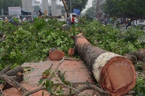 Ha Noi di chuyen 123 cay xanh tren con duong “dep nhat Viet Nam“