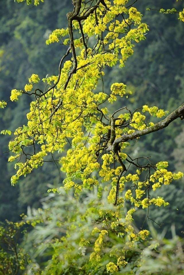 Xuan Quy Mao ghe Yen Tu chiem nguong mai vang, xich tung co-Hinh-4