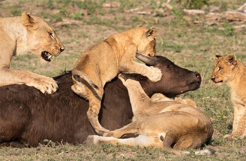 Trâu rừng chết thảm vì bị sư tử dạy con săn mồi