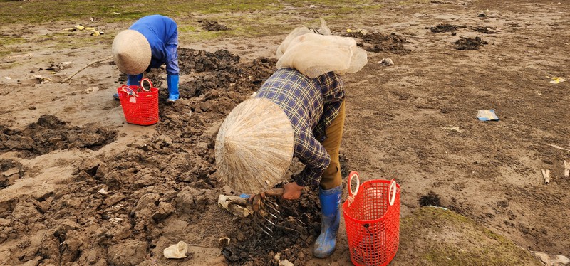 Vất vả nghề còng lưng đi mót "lộc” biển ở Nam Định - Hình 2 Vat va nghe cong lung di mot