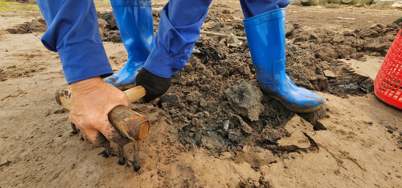Vất vả nghề còng lưng đi mót "lộc” biển ở Nam Định - Hình 6 Vat va nghe cong lung di mot