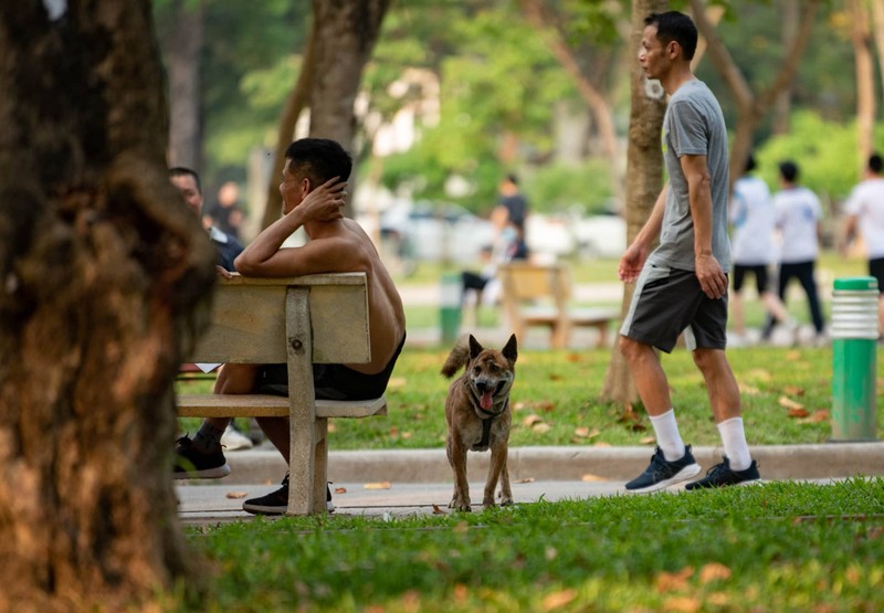 Ha Noi lai lap doi bat cho tha rong, nguoi dan noi gi?