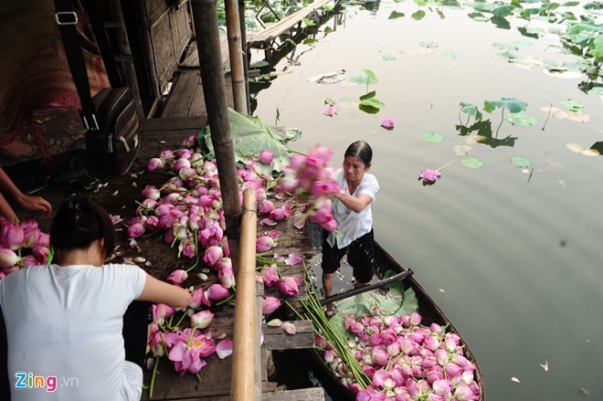 Ngam hoa sen no ro, ruc ro o Ha Noi-Hinh-10