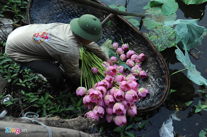 Ngam hoa sen no ro, ruc ro o Ha Noi-Hinh-2