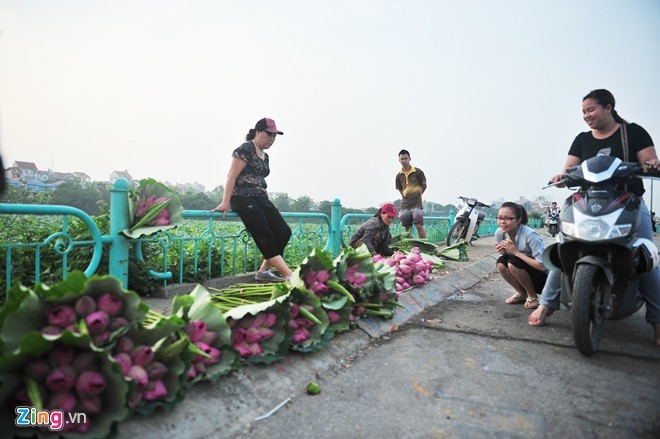 Ngam hoa sen no ro, ruc ro o Ha Noi-Hinh-3