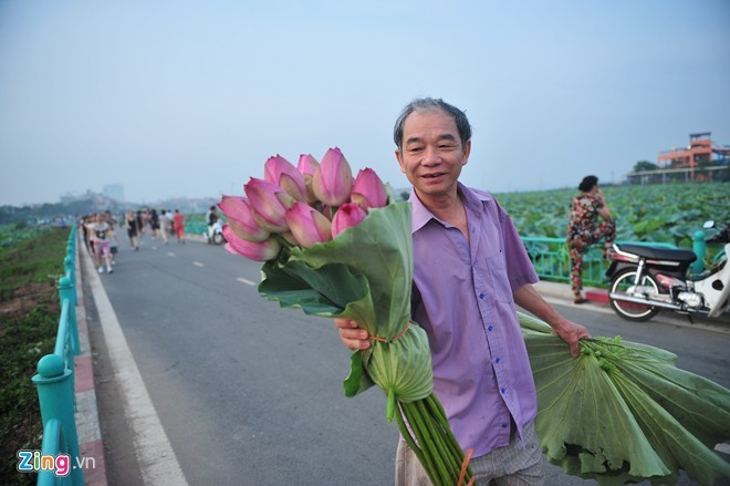 Ngam hoa sen no ro, ruc ro o Ha Noi-Hinh-4