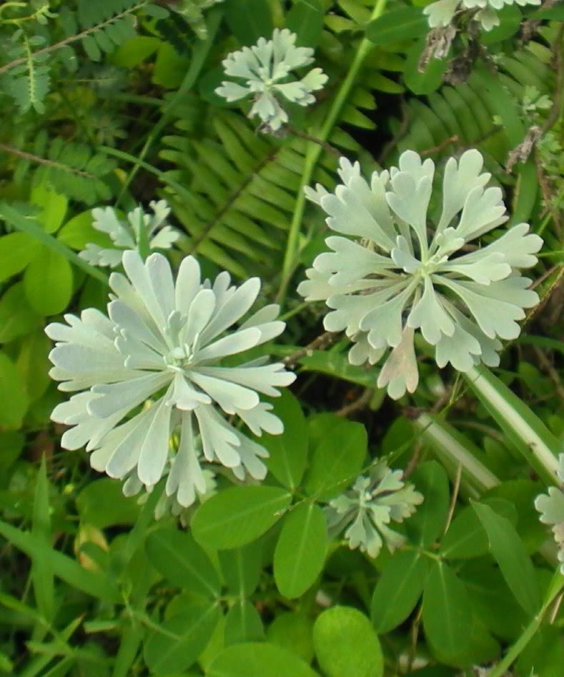 Diem danh nhung loai hoa cuc chua benh tuyet voi-Hinh-9