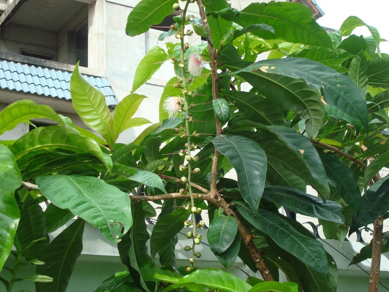 Bai thuoc tu cay loc vung chua benh tri, tieu chay-Hinh-3