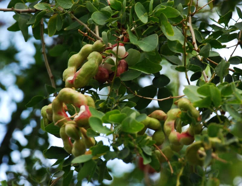 Chua benh ngoai da, tieu duong nho cay me nuoc-Hinh-5