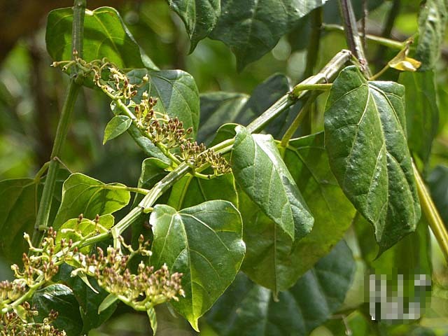 Bai thuoc tu cay chia voi chua duoc nhieu benh-Hinh-2