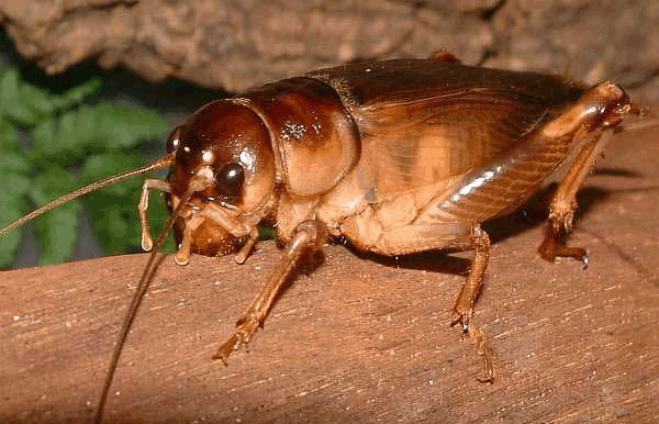 Cach dung de men tri bi tieu, soi bang quang