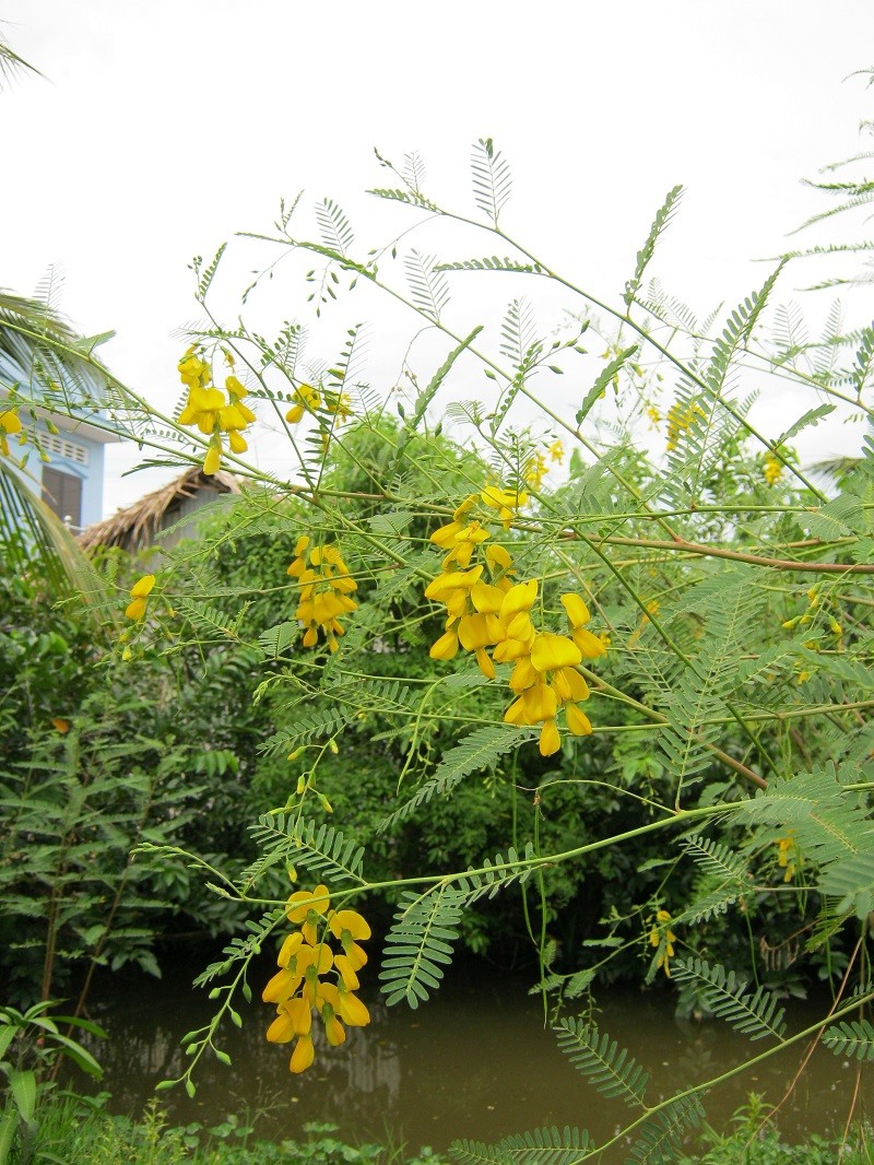 Cac bai thuoc tu cay dien thanh chua benh khong ngo