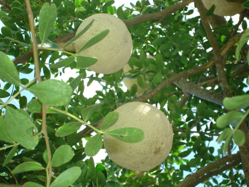 Bai thuoc thanh nhiet, bo than tu qua quach