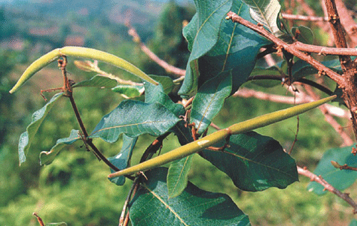 Bai thuoc chua nhieu benh tu day bo sua