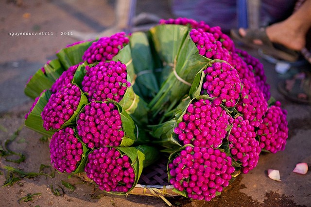 Bai thuoc chua benh tu hoa 20/10 cua chi em-Hinh-5