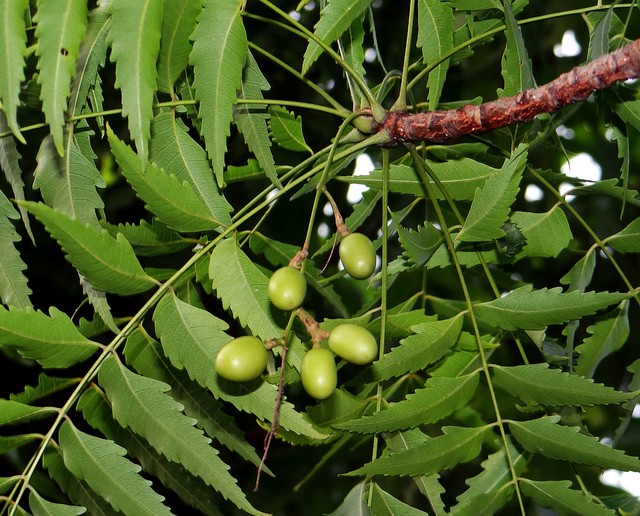 Bai thuoc tuyet voi chua benh viem xoang, vay nen tu cay sau dau-Hinh-2