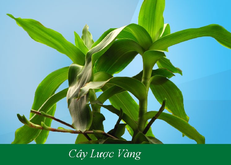 Bai thuoc chua benh cuc tot tu cay luoc vang