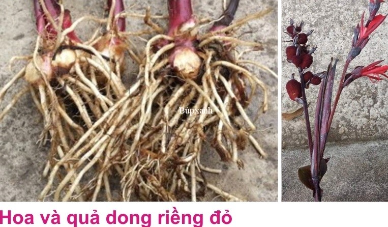 Cong dung va bai thuoc chua benh tu cay dong rieng do-Hinh-5