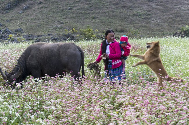 Den Moc Chau kham pha Tet cua nguoi Mong-Hinh-9