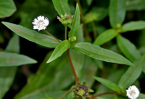 Cach chua nhiet mieng do an uong lon xon ngay Tet-Hinh-8