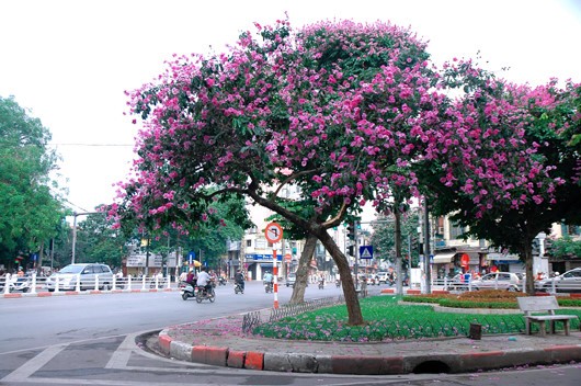 Day khong chi la hoa ma con la bai thuoc quy-Hinh-12