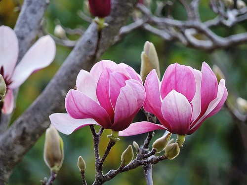 Hoa tan di vi thuoc quy, mon qua vo gia tu thien nhien