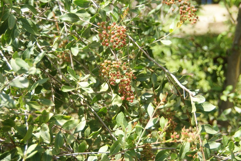 Bai thuoc chua benh cuc hay tu cay mong tay-Hinh-10