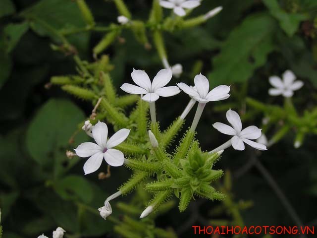 Chua dau xuong khop, da day hieu qua tu cay bach hoa xa-Hinh-2