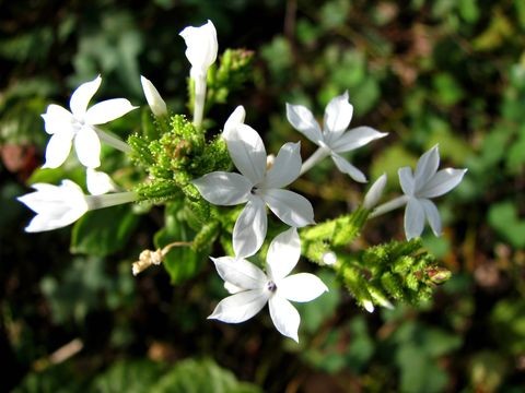 Chua dau xuong khop, da day hieu qua tu cay bach hoa xa-Hinh-3