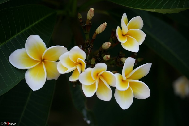 Chua dau xuong khop, da day hieu qua tu cay bach hoa xa-Hinh-4