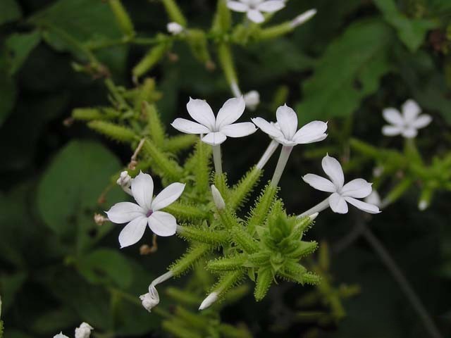 Chua dau xuong khop, da day hieu qua tu cay bach hoa xa