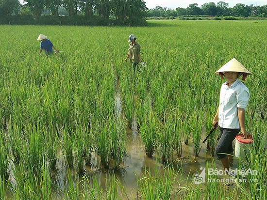 Thu nua trieu moi ngay tu nghe san cua non