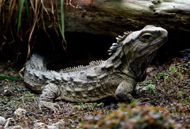 Bi an ve loai Tuatara: Chung nhan song tu thoi khung long-Hinh-4