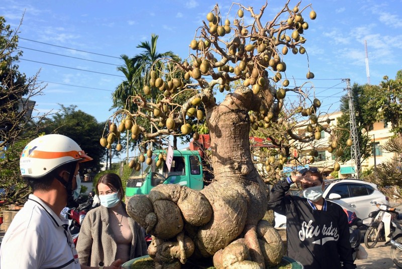 Cay an qua quen thuoc thanh bonsai la, vua dep vua phong thuy-Hinh-4