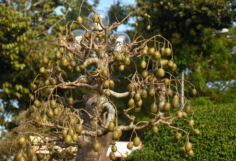 Cay an qua quen thuoc thanh bonsai la, vua dep vua phong thuy-Hinh-5