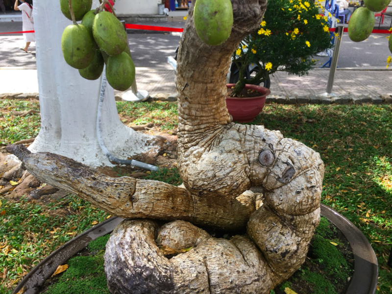 Cay an qua quen thuoc thanh bonsai la, vua dep vua phong thuy-Hinh-8