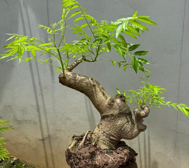 Cay an qua quen thuoc thanh bonsai la, vua dep vua phong thuy-Hinh-9